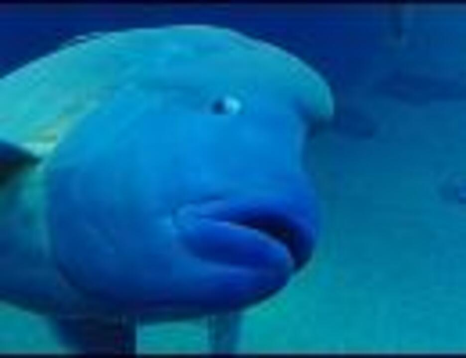 ナポレオンフィッシュと泳ぐ日 佐野元春 - ニコニコ動画