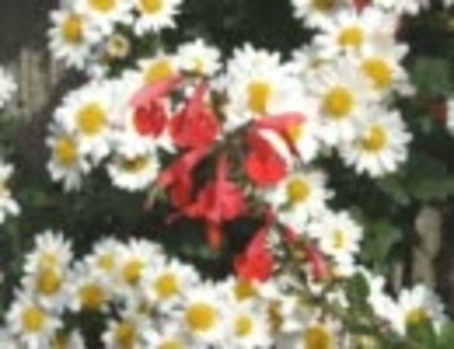 赤い花 白い花　　芹洋子