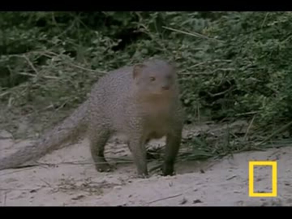 コブラvsマングース - ニコニコ動画