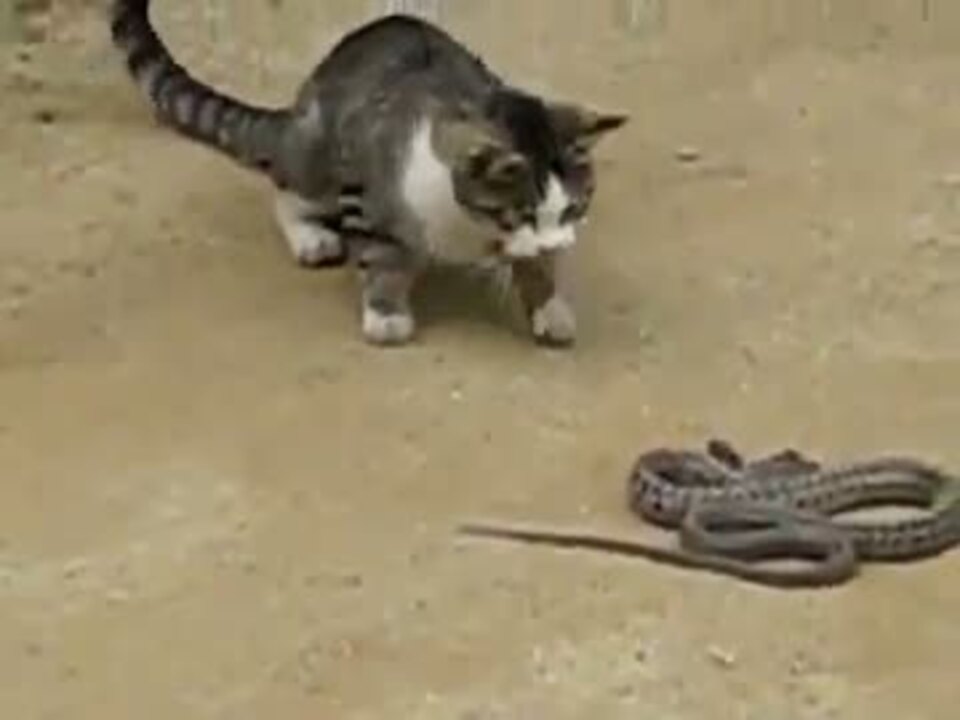 ヘビと猫 家の中に毒ヘビ出た 猫vs毒ヘビ #猫 #ねこのいる生活 #ねこすた