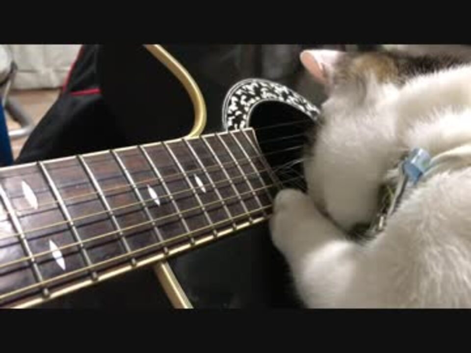 ギターを弾く猫