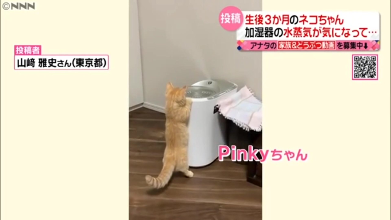 ホモと見る猫のピンキーちゃん.pinky