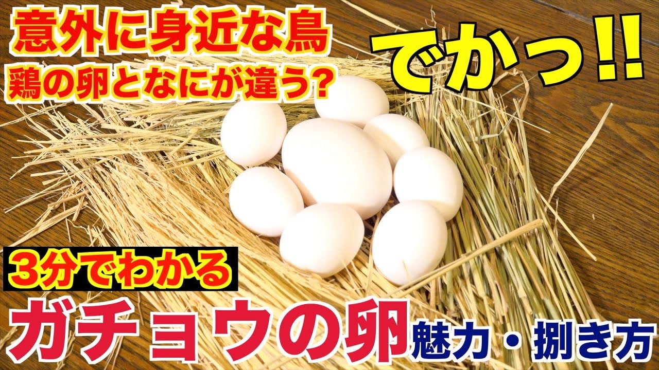 ガチョウ 卵 ガチョウの有精卵 : いせさき・ねこげた日記