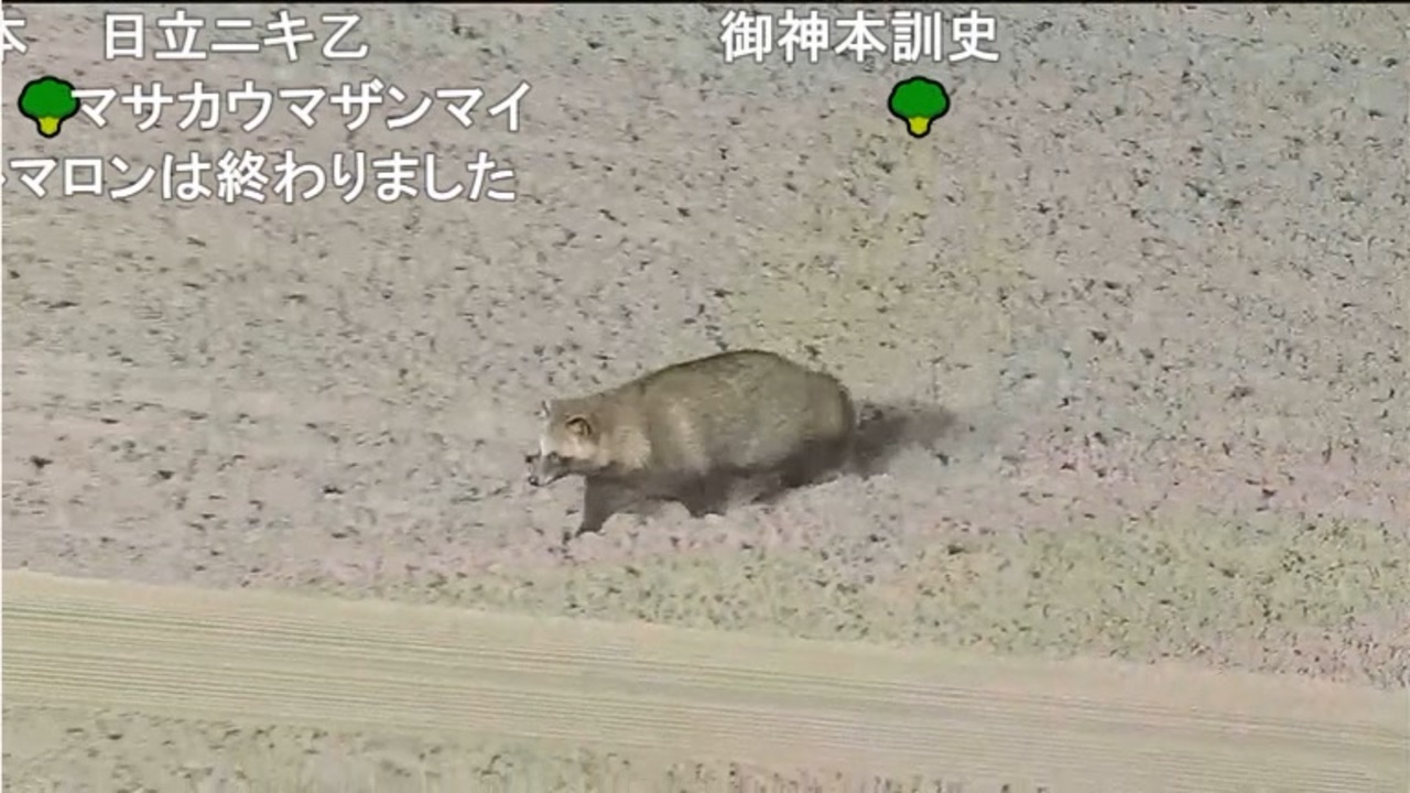 たぬき 比叡山高校タヌキ - 信楽焼 まるいち本店