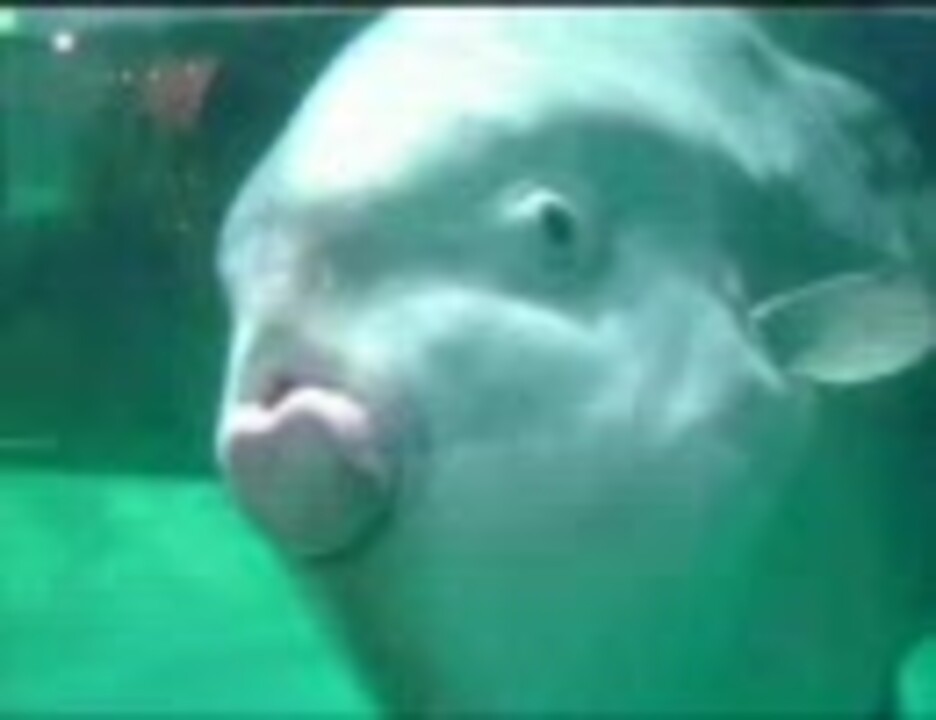 教えて厨で】謎のCDに入っていた謎の曲【ゴメンね】 - ニコニコ動画