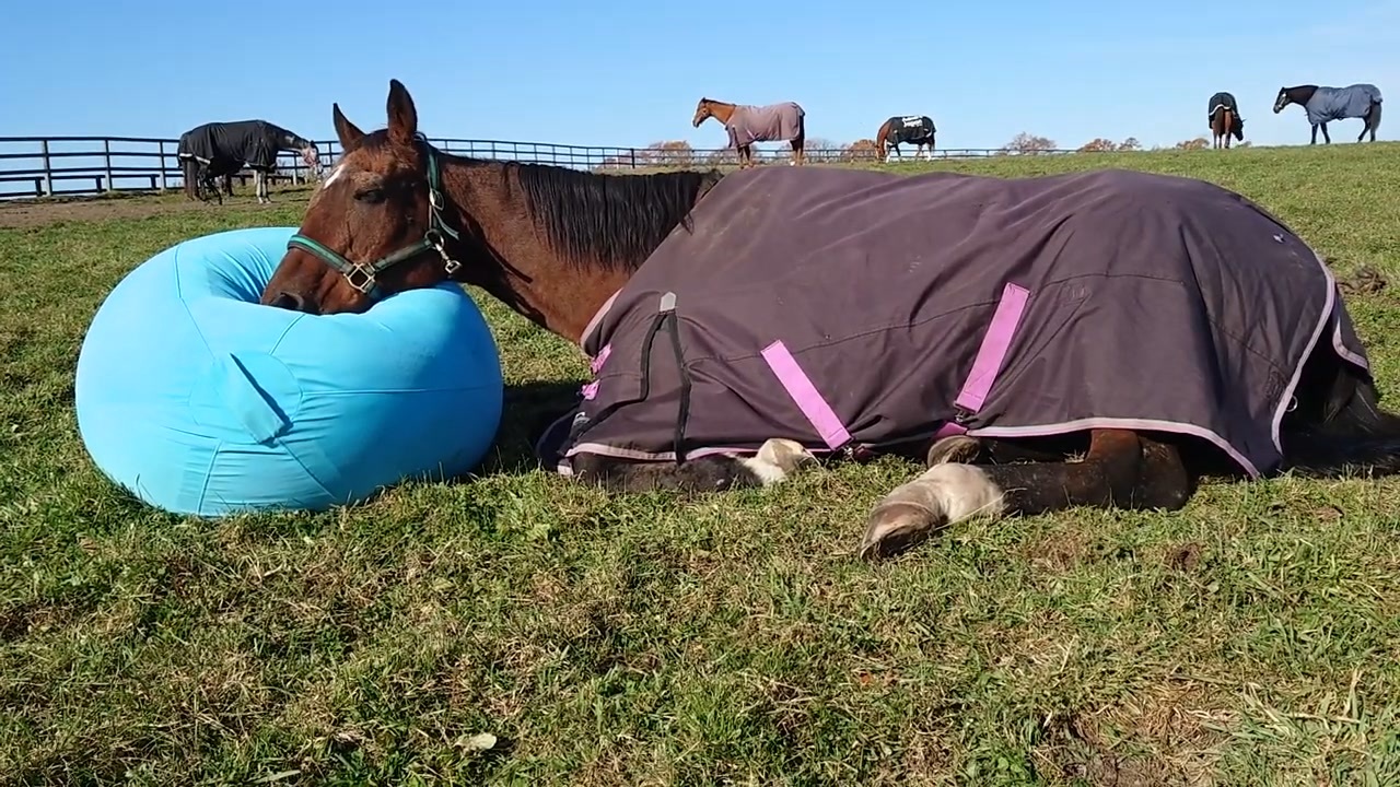 Yogibo カバー ✩ヴェルサイユリゾートファーム オリジナルデザイン