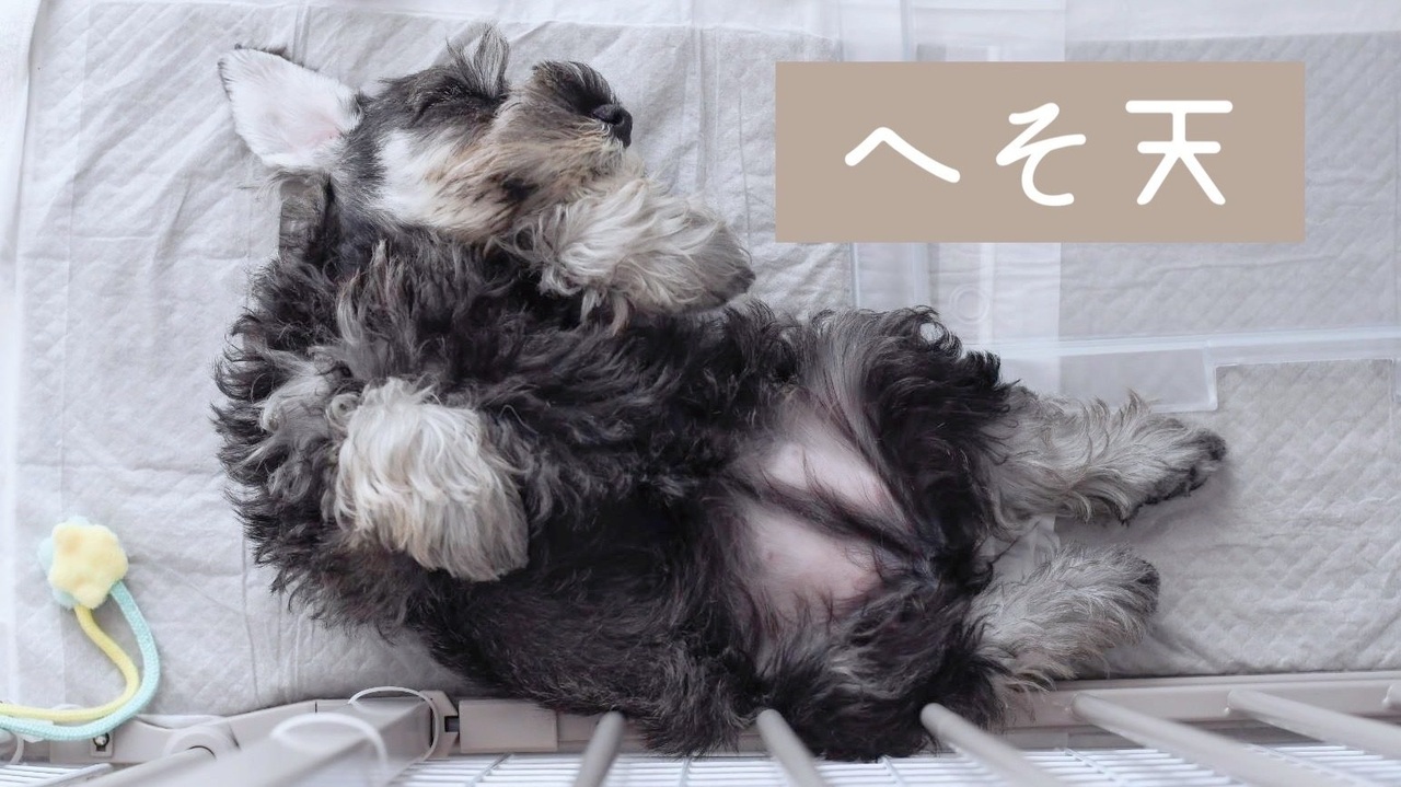 モールアート☆ミニチュアシュナウザー☆へそてん モールアート ミニチュア【犬】モールで作ったカゴに入った