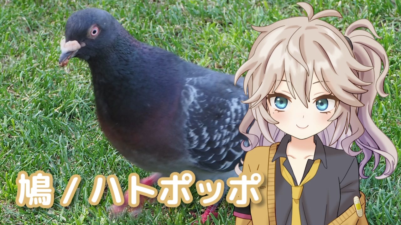 鳩ポッポちゃん セレクト 鳩 ／ ハトポッポ （文部省唱歌） ／ 春日部つむぎ （VOCALOID