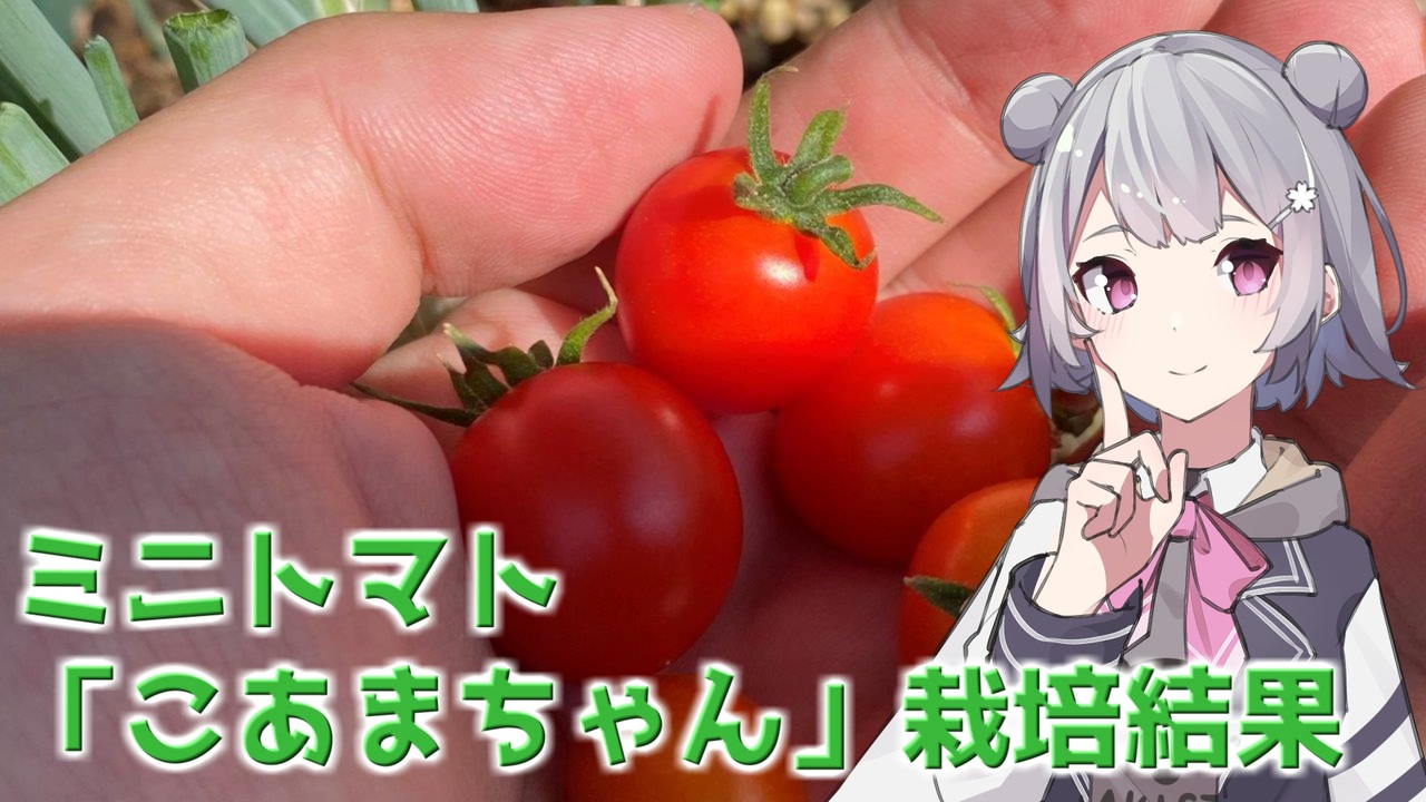 ガーデニング】小春六花の園芸日記#5～ミニトマト「こあまちゃん