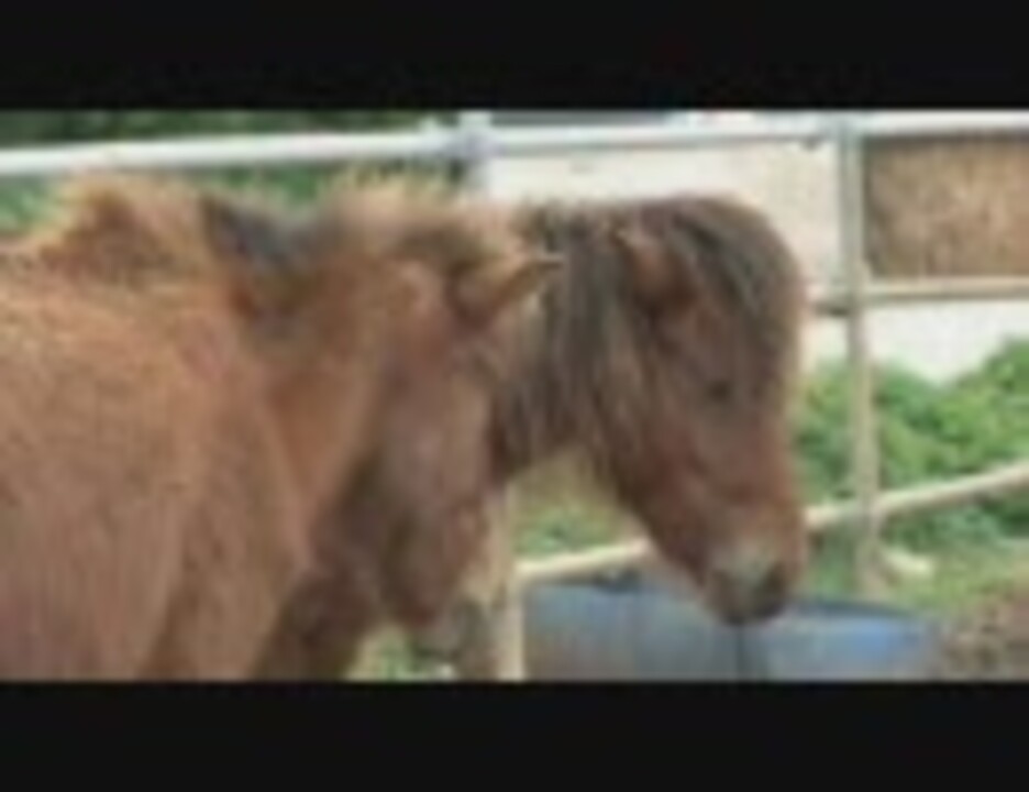 沖縄県指定天然記念物・宮古馬の一日 [DVD] Amazon.co.jp: 沖縄県指定天然記念物・宮古馬の一日 [DVD] : DVD