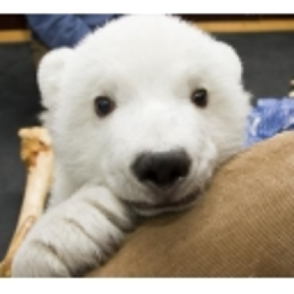 白熊さんの南極暮らし