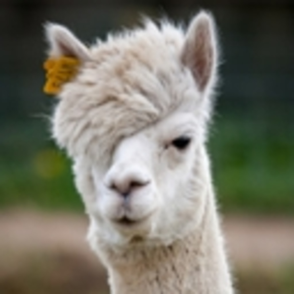 alpaca - Lab