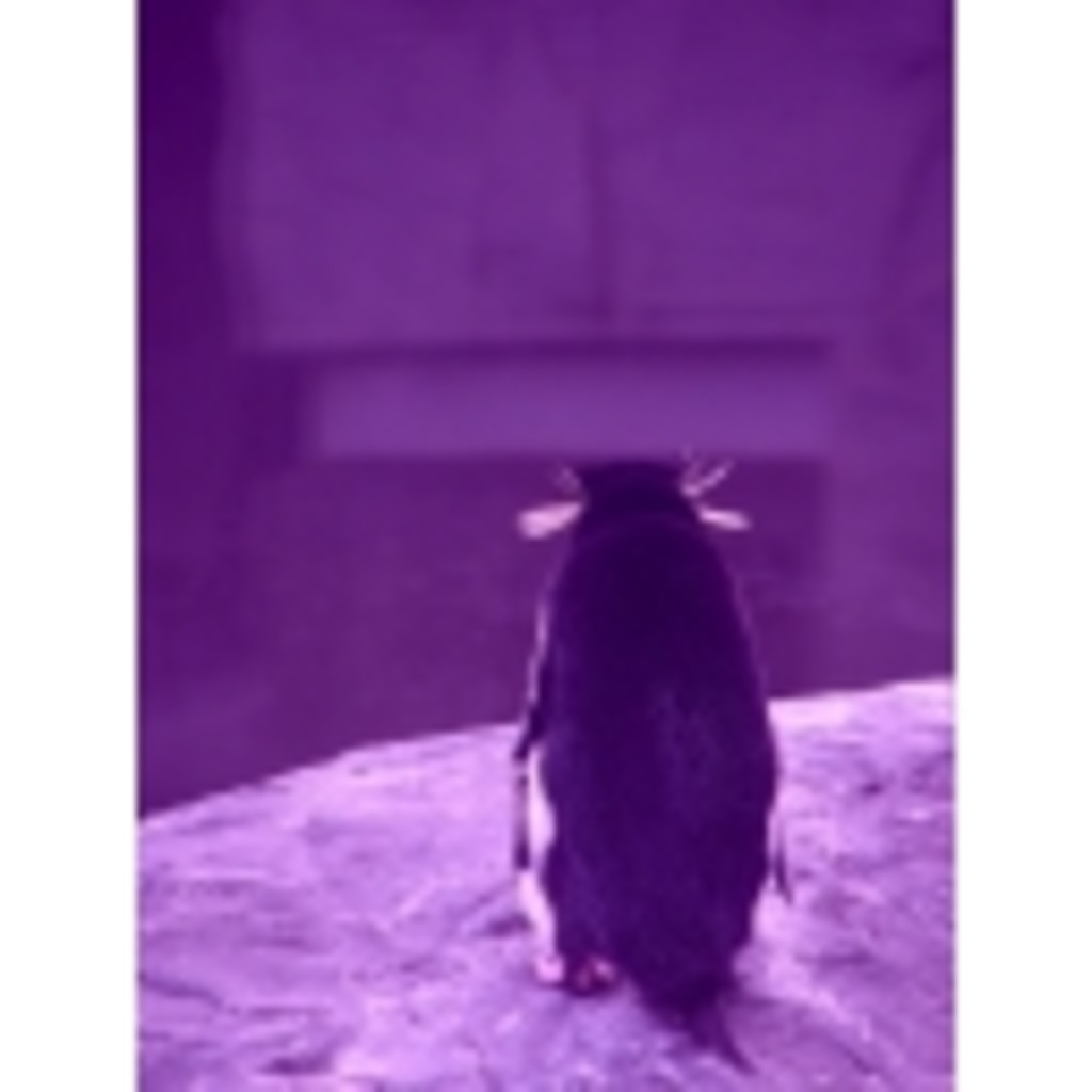 紫色ペンギン配信
