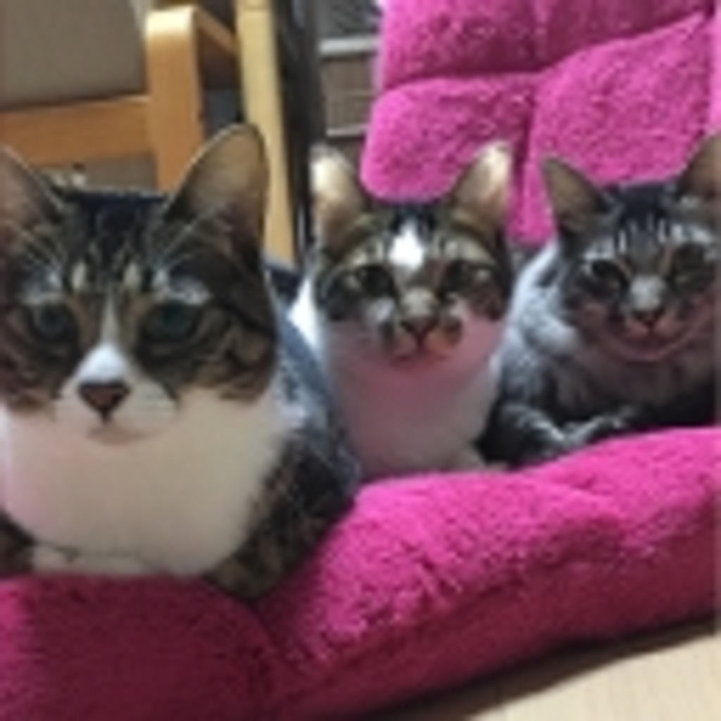 ぐれ猫と3匹の猫