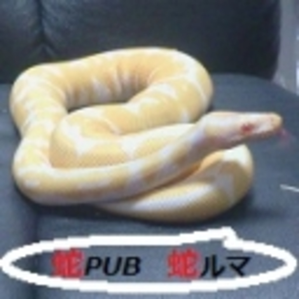 Snake PUB「蛇ruma」