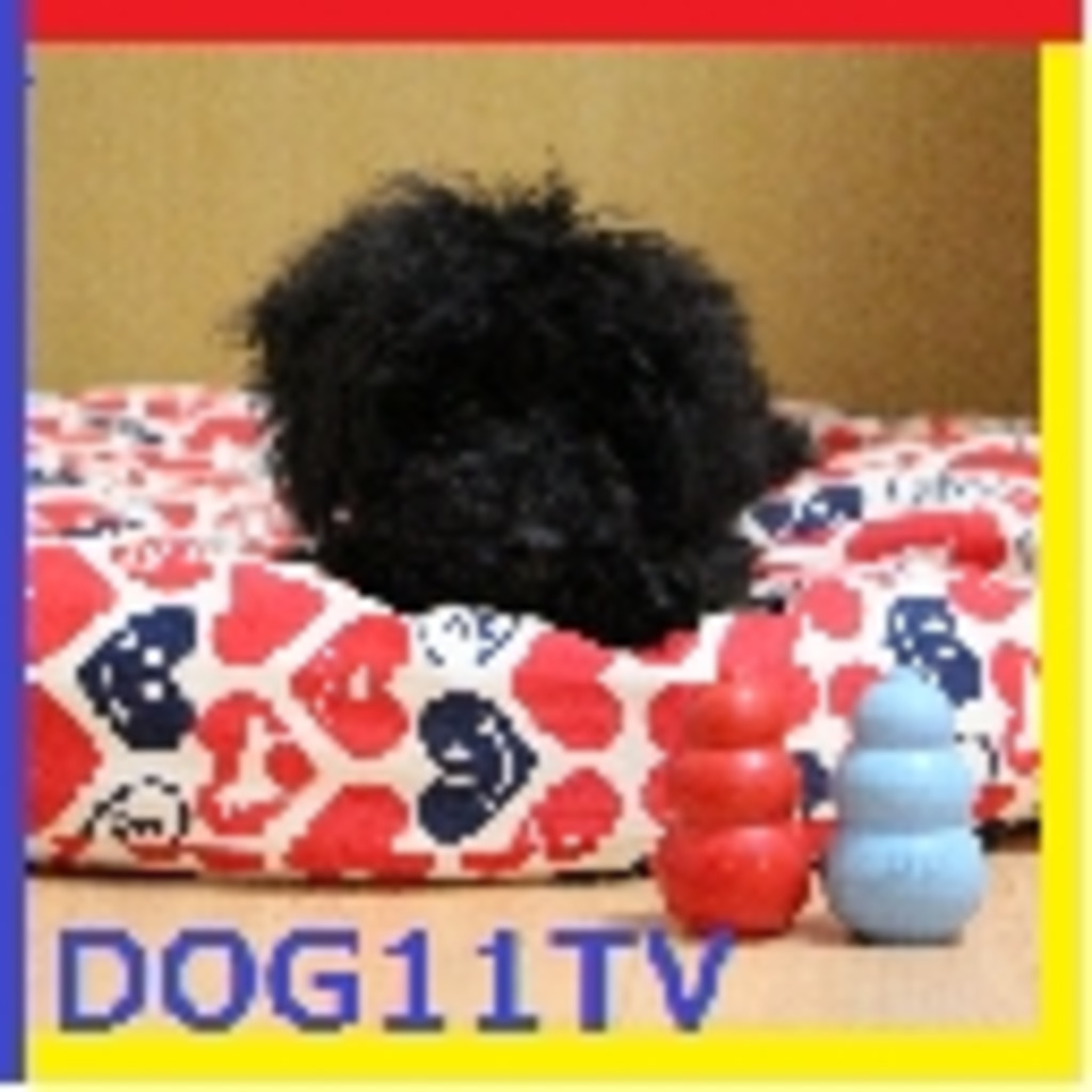 Dog11TV