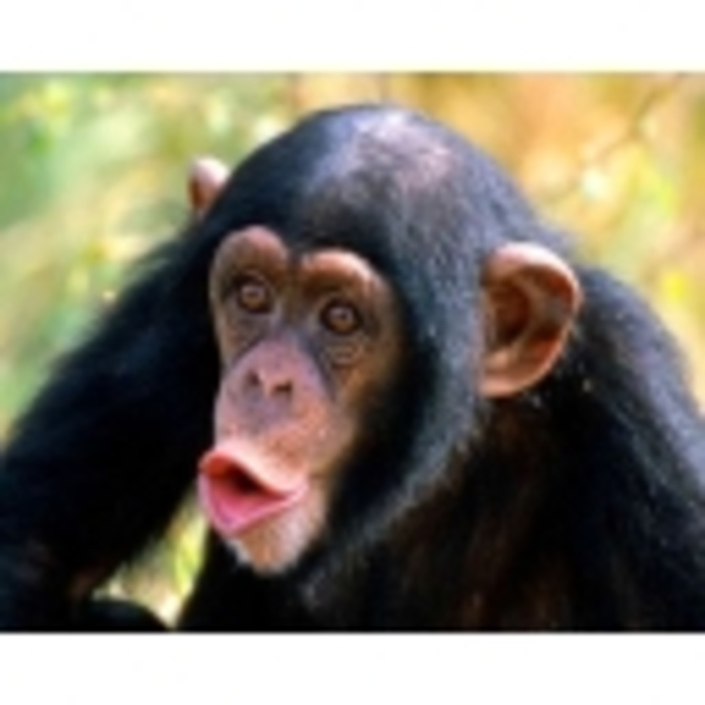 チンパンジーによるゲーム放送局