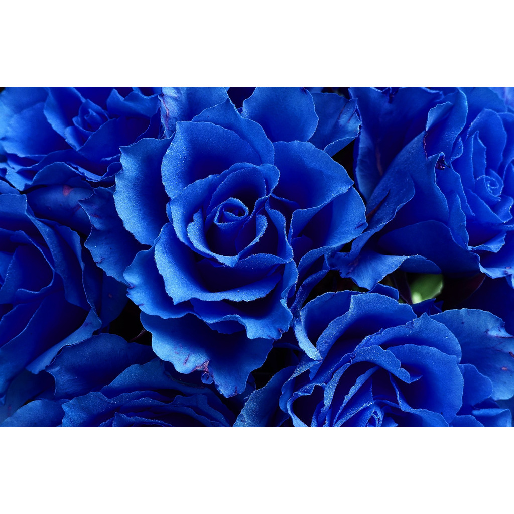 The Blue Rose Garden in Speculation