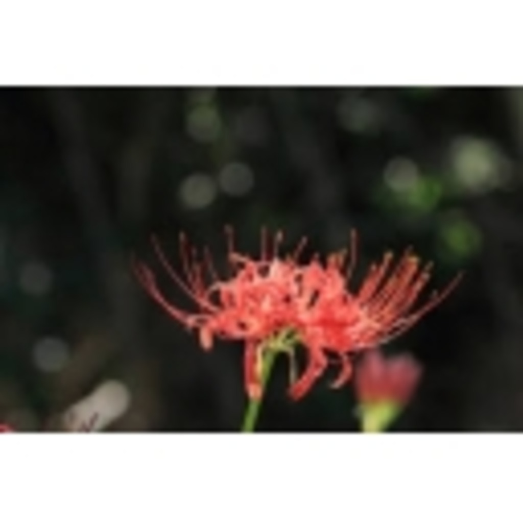 red spider lily