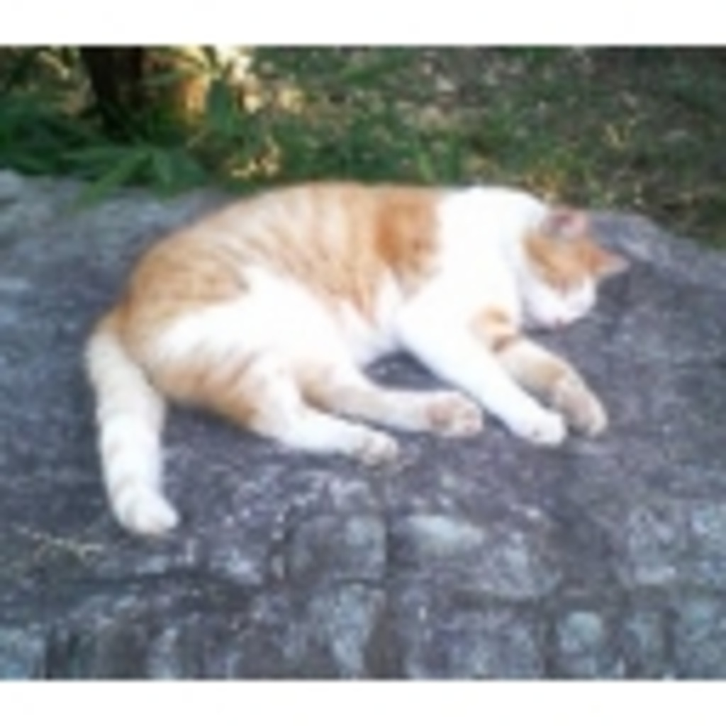 木陰の岩の眠り猫