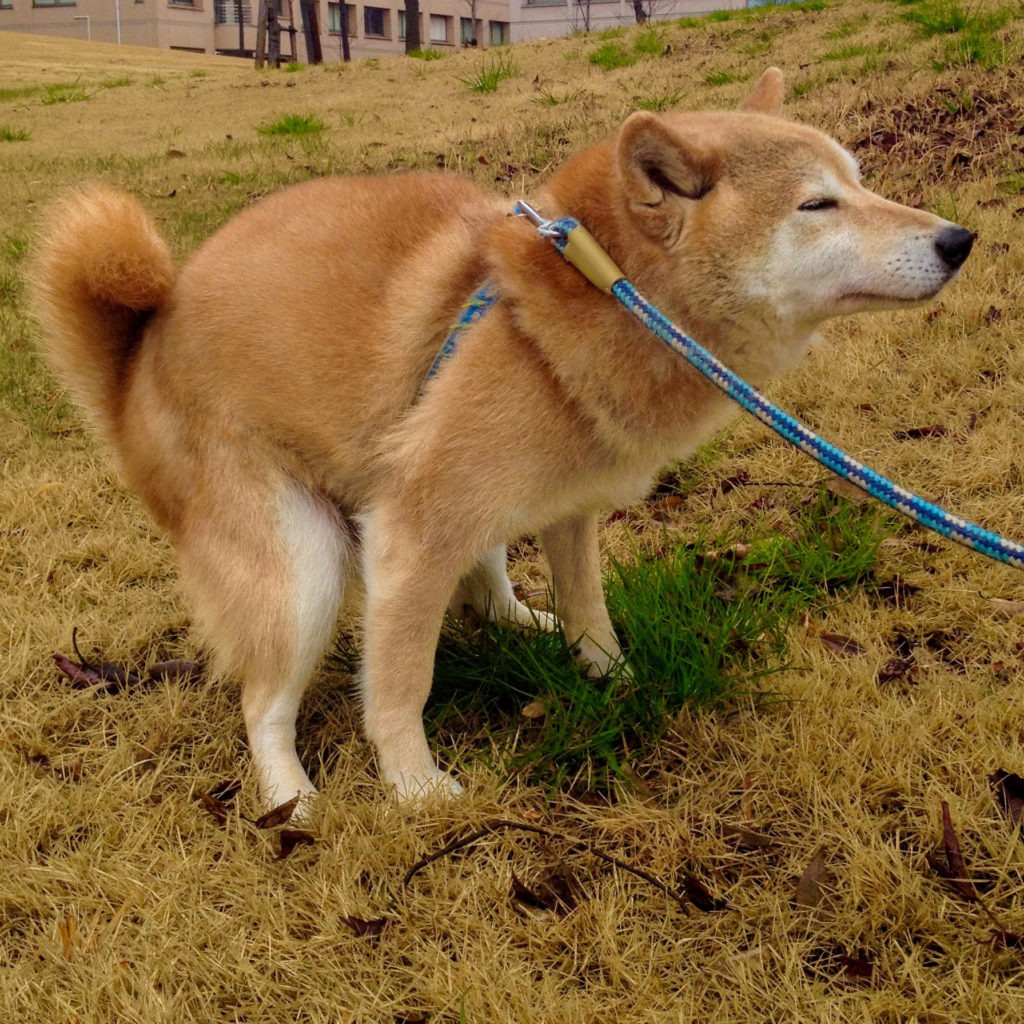 どうしてガチャは蒼いのか