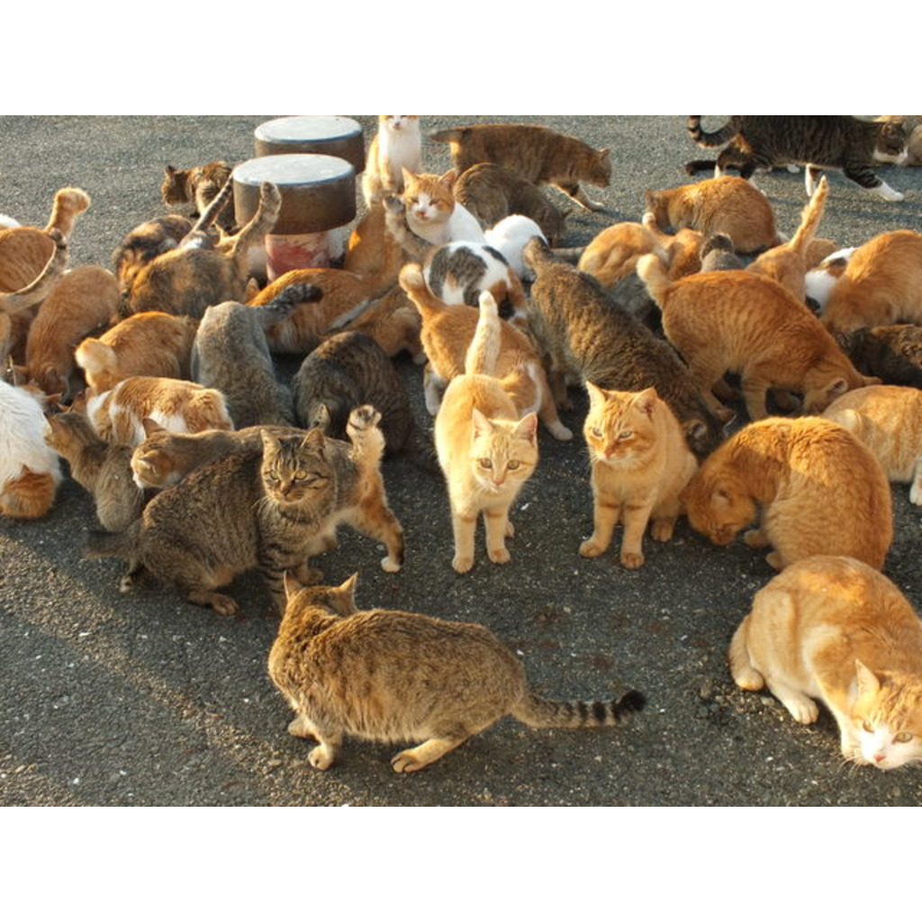 猫の集会