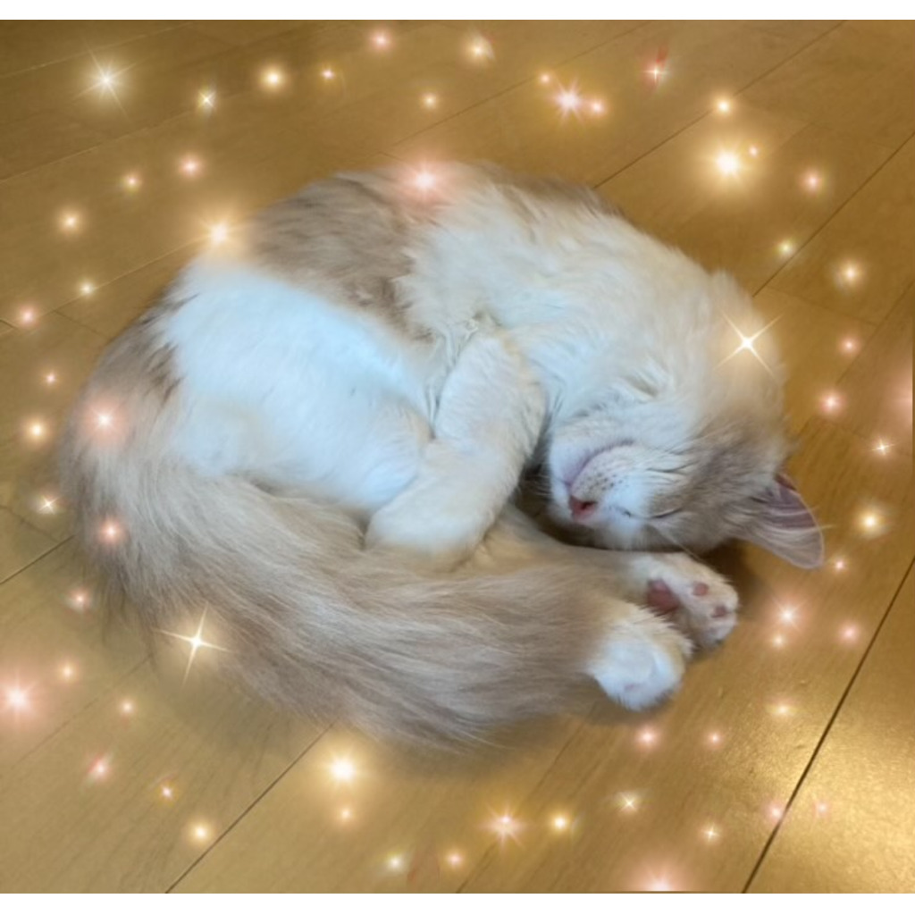 まるまりたい･･･
