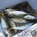 【限定】同じ釣り場で3種類のサビキ釣りをするとどれが一番釣れるのか？検証