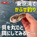 【貝を丸ごとエサに】今年こそ東京湾で堤防の怪魚「コブダイ」を釣るぞ!!