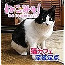 【猫カフェ深夜定点生中継】 赤羽「猫カフェGOMA 」5/16(木)深夜の猫カフェ店内をのぞき見！