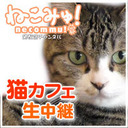 【猫カフェ中継再放送】多摩センター「たまねこ」2016年5月7日放送分 白いもふもふ天使ラグドール達を中心に多数の猫さん在籍！