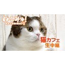 【猫カフェ深夜定点】横浜「猫カフェ れおん」3/13(金)
