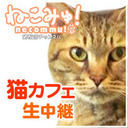 【猫カフェ生中継】志木「ニャンシー」3/16(月)