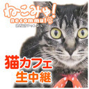 【猫カフェ深夜定点生放送】譲渡型猫カフェ「にゃんくる」蒲田店　1/11(土)