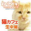 【猫カフェ深夜定点生放送】にゃんくる川崎店