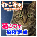 【猫カフェ深夜定点生中継】岩本町「保護猫カフェ まちねこ」3/24(土)深夜の猫カフェ店内をのぞき見！