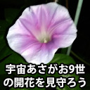 宇宙あさがお9世の開花を見守ろう