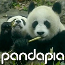【録画放送】赤ちゃんパンダ達の成長を伝える放送！