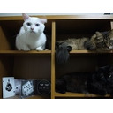 【会員放送】本年もありがとうございました