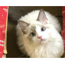 【会員放送】ふっかつ＞＜。