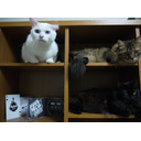 ２０年ぶりに早い仕事納めの話