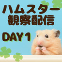 ハムスターさん観察配信１日目