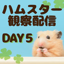 ハムスターさん観察配信５日目