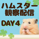 ハムスターさん観察配信４日目
