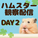 ハムスターさん観察配信２日目