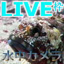 【水中実況#716】オキアミ頂上決戦ｗ【マルキユー編】