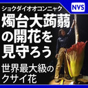 【3日目】「ショクダイオオコンニャク」の開花を見守ろう