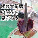 【６日目】数年に2日間しか咲かない「ショクダイオオコンニャク」の開花を見守ろう