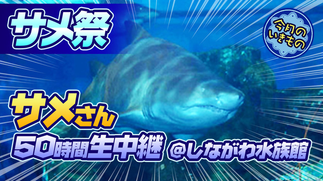 【サメ祭】サメさん50時間生中継＠しながわ水族館【今月のいきもの】