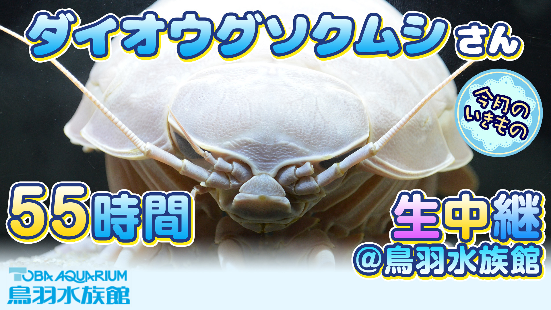 ダイオウグソクムシさん55時間生中継 鳥羽水族館 今月のいきもの 18 10 土 11 00開始 ニコニコ生放送